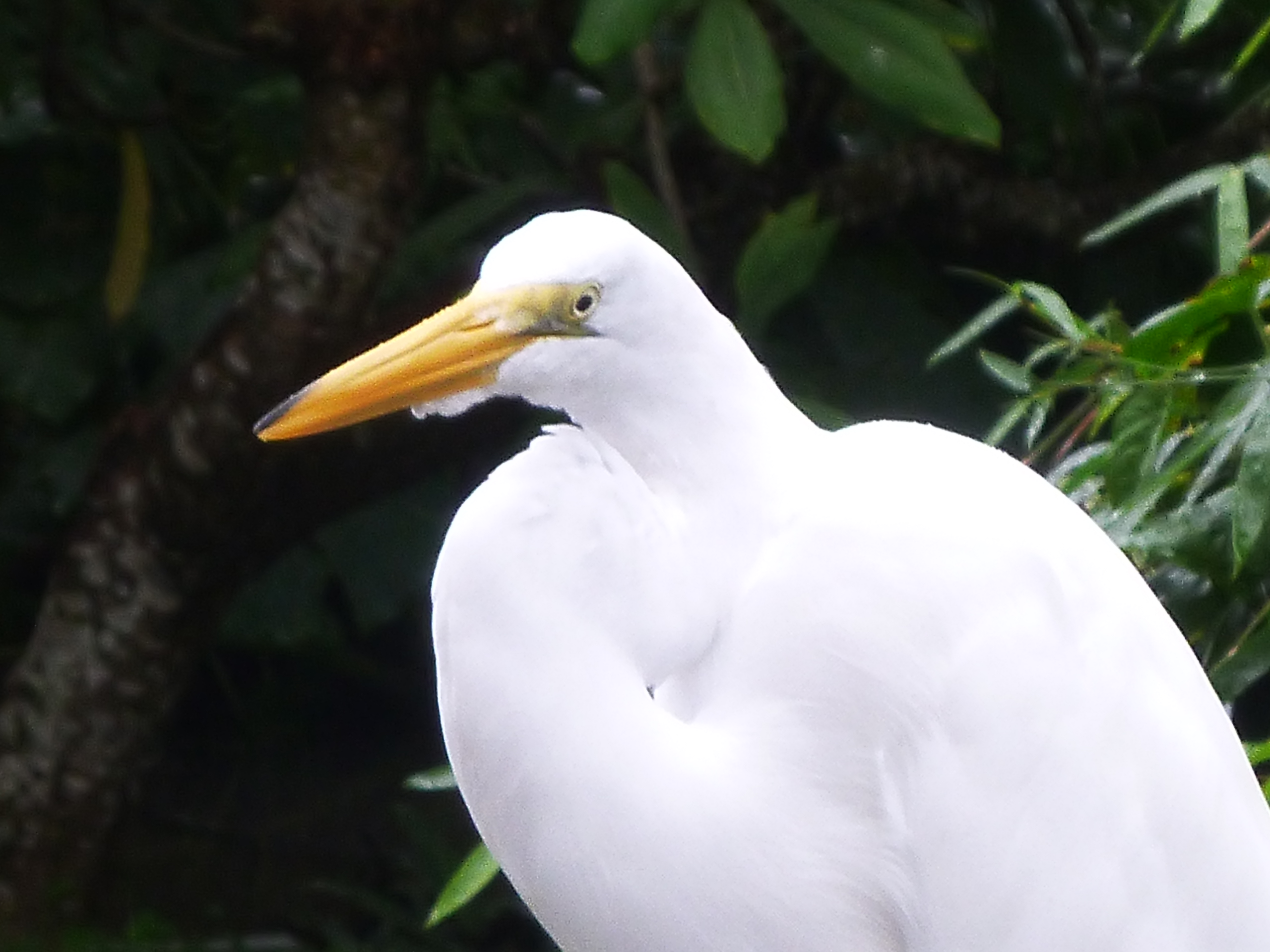 Micbird